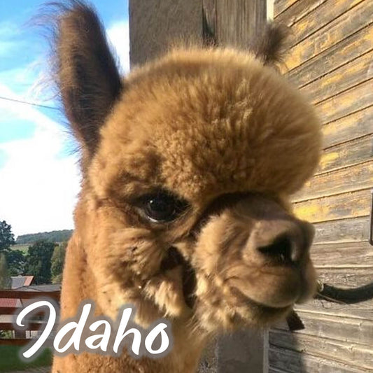 Alpaka Bettdecke von deinem Lieblingstier