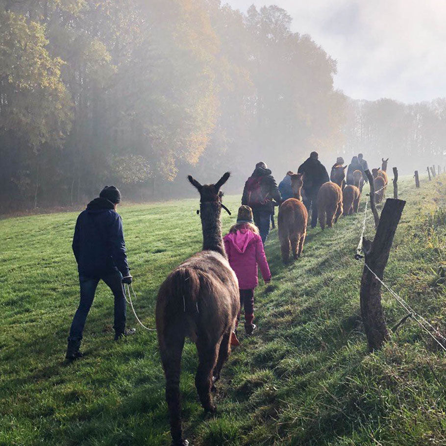 Alpakawanderung im Nebel