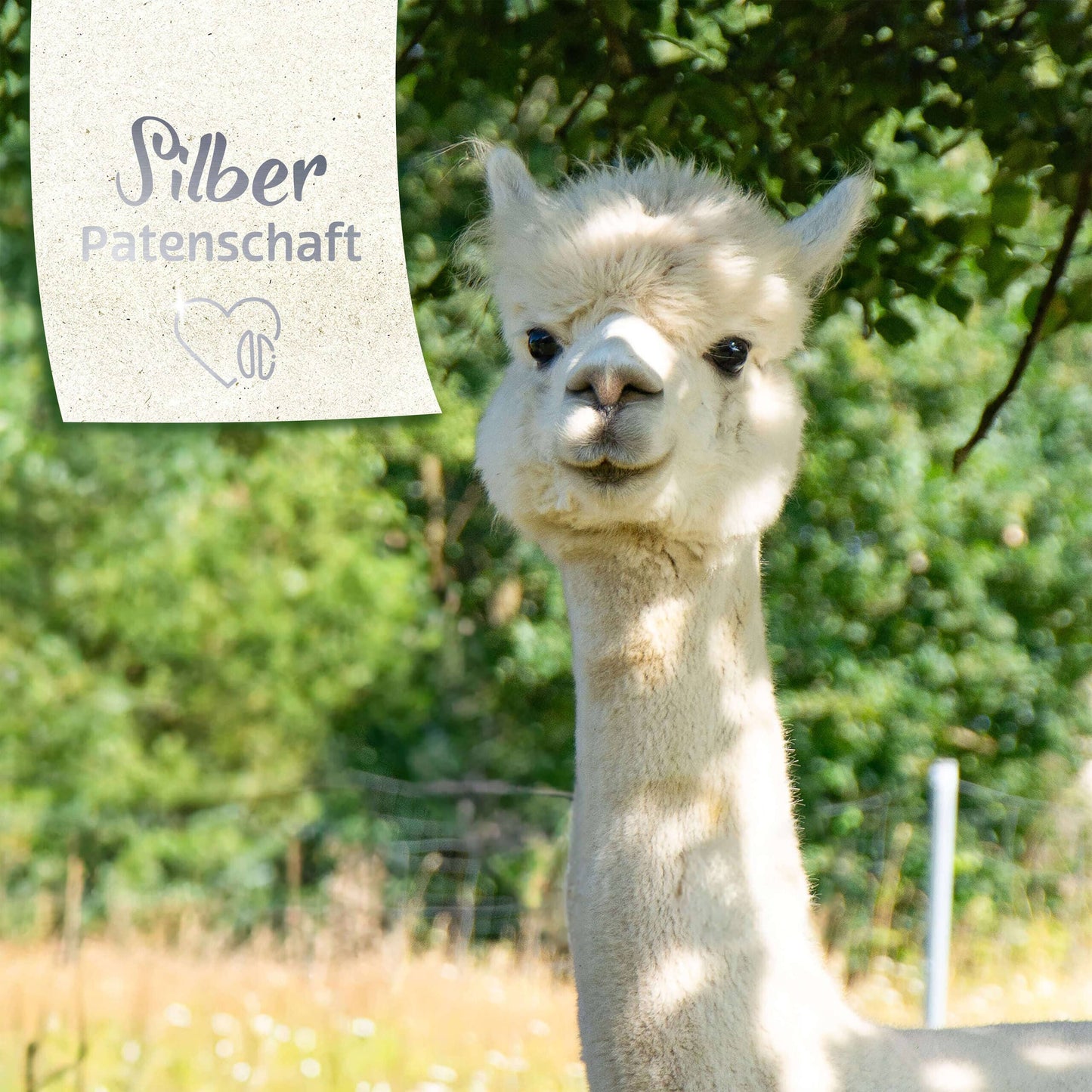 Patenschaft für ein Alpaka (Silber) Patenschaft