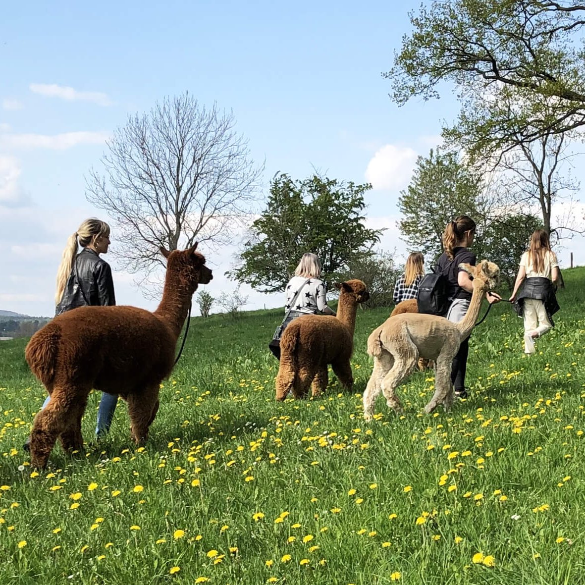 Frauen führen mehrere Alpakas bei einer Alpakawanderung über eine Wiese mit viel blühendem Löwenzahn.