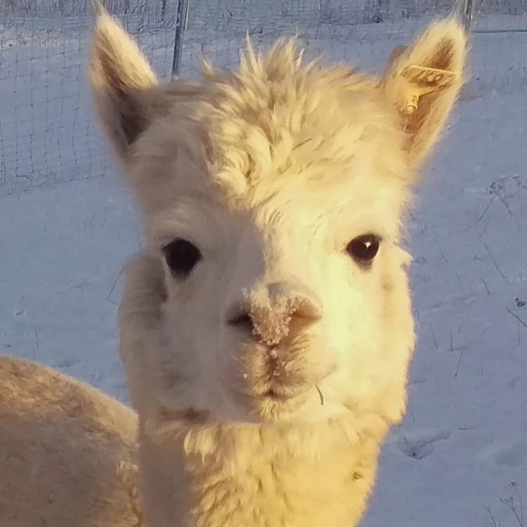 Alpaka Bettdecke von deinem Lieblingstier