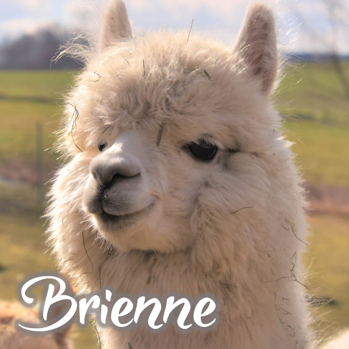 Alpaka Bettdecke von deinem Lieblingstier