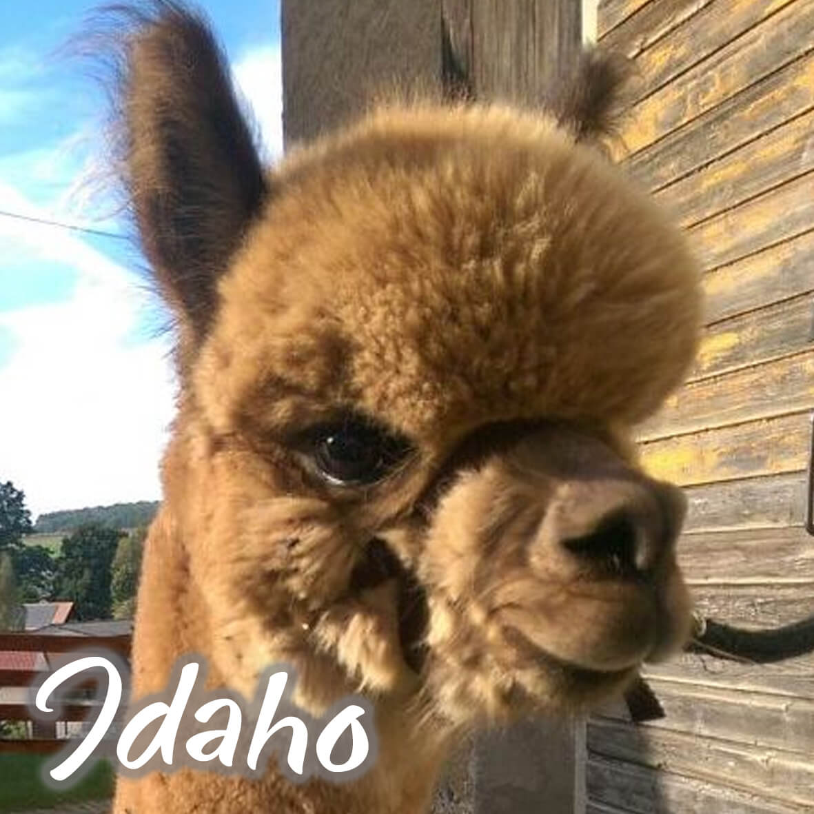 Alpaka Bettdecke von deinem Lieblingstier