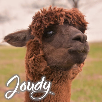 Alpaca duvet organic from your favorite animal