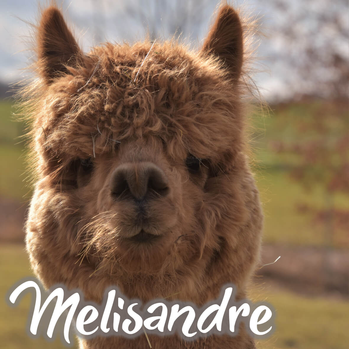 Alpaka Bettdecke von deinem Lieblingstier