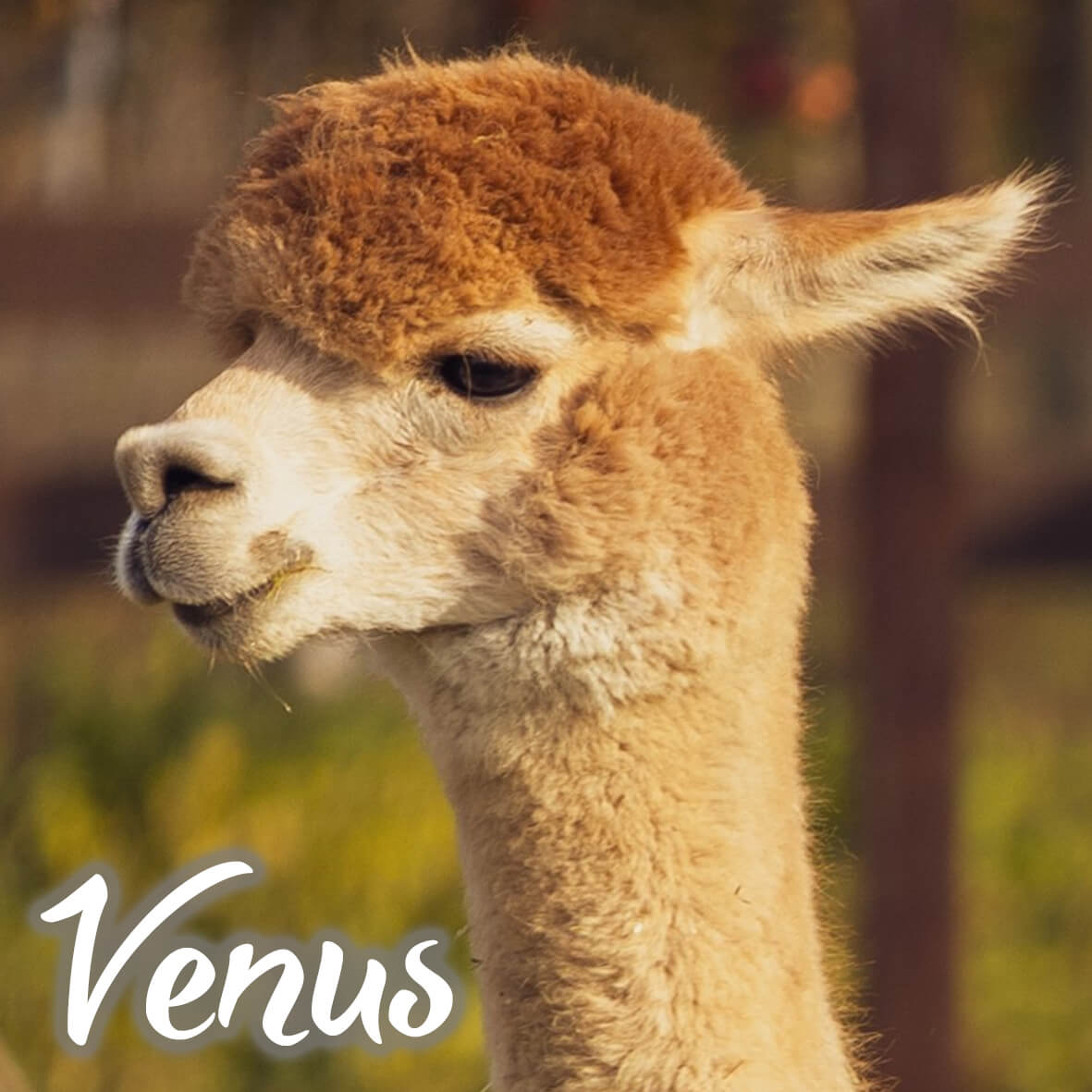 Alpaka Bettdecke von deinem Lieblingstier