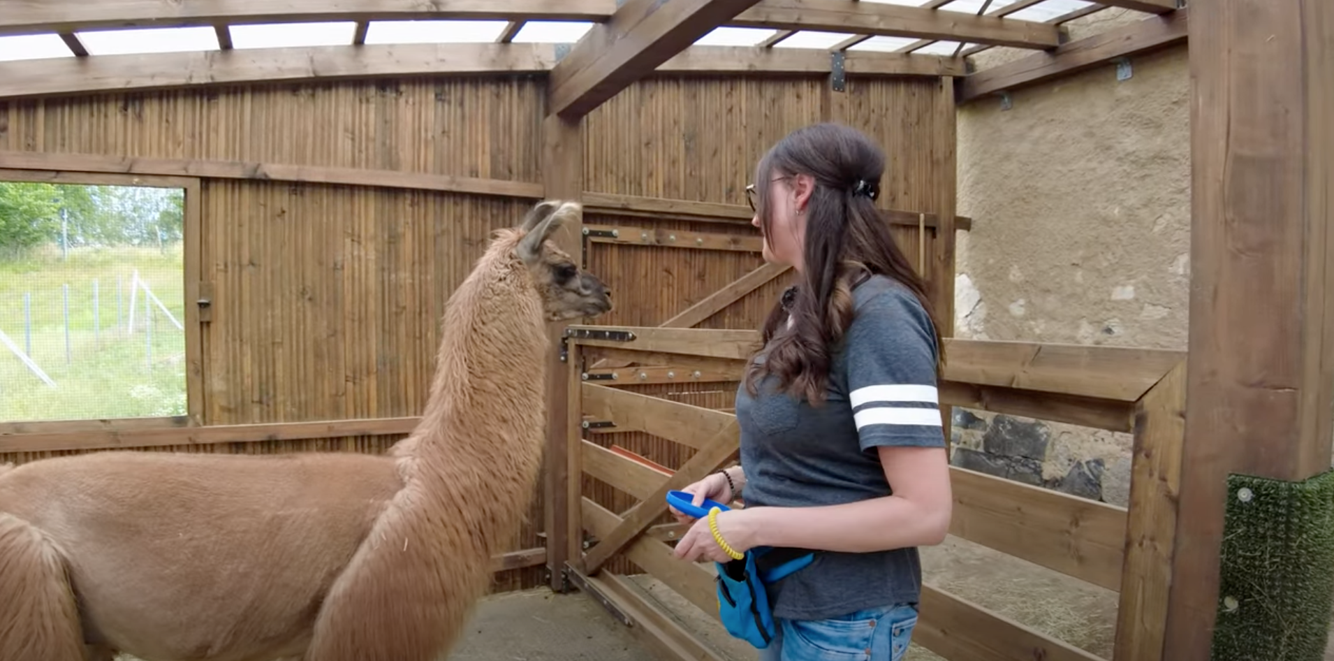 Video laden: Die beste und schnellste Trainingsmethode für alle Tiere