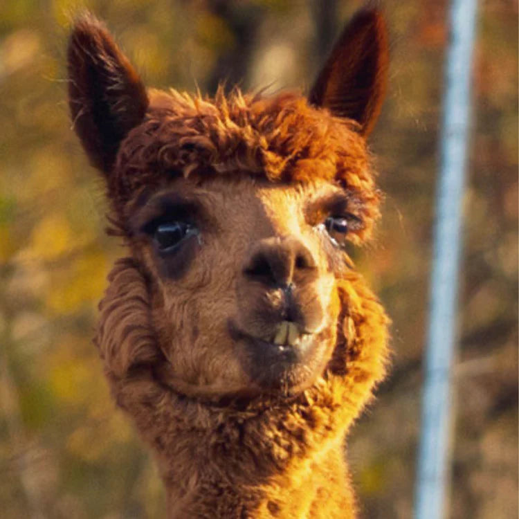 Alpaka Bettdecke von deinem Lieblingstier