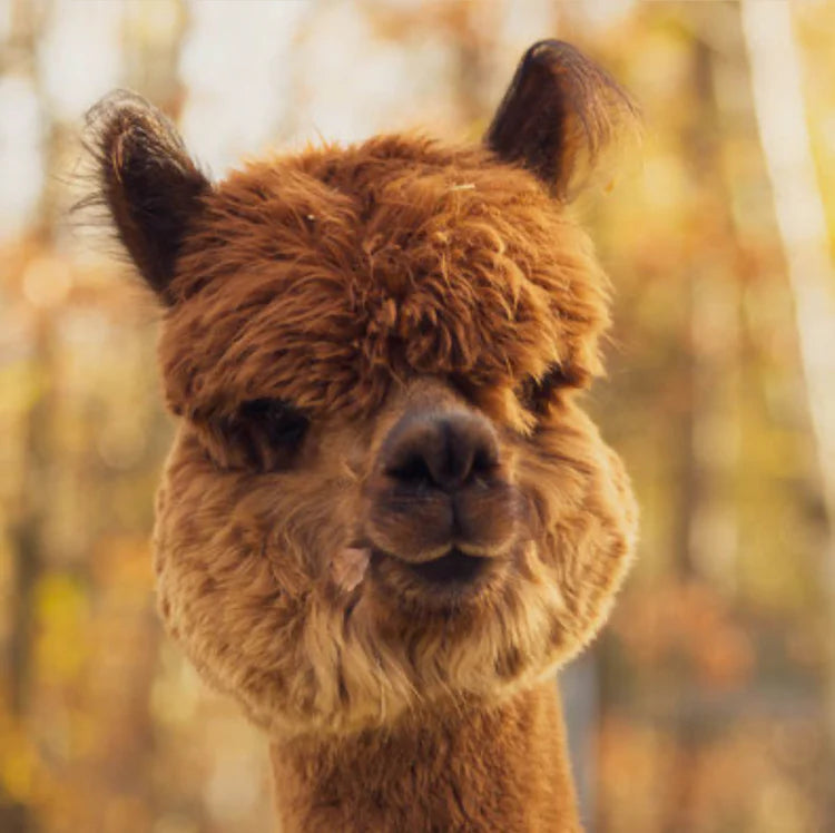 Alpaka Bettdecke von deinem Lieblingstier