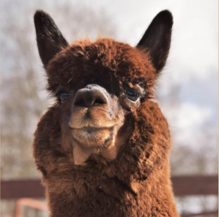 Alpaka Bettdecke von deinem Lieblingstier