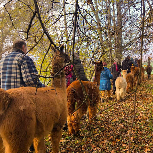 Tickets für eine Hof- & Wiesentour inkl. Alpaka-Wanderung