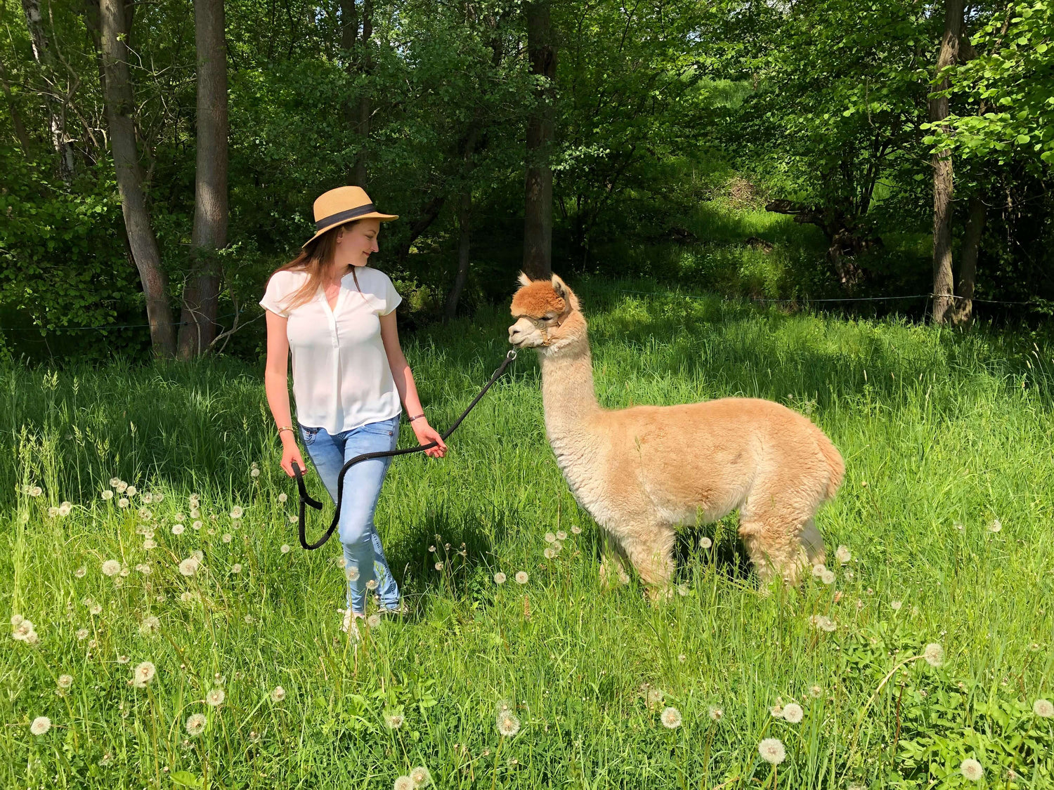 Eine Frau Mit Sonnenhut wandert mit einem Alpaka über eine grüne Wiese und dreht sich halblinks um und schaut auf das Alpaka, welches an der Leine hinter ihr herläuft.