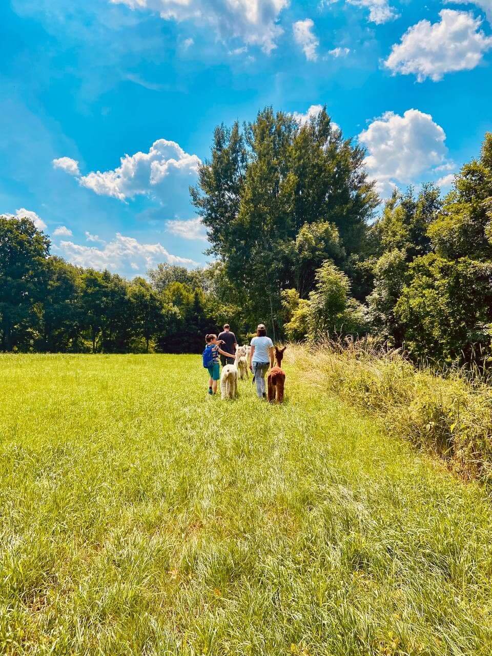 Natur, grüne Wiese. 4 Personen wandern mit Alpakas über die Wiese vom Betrachter weg.