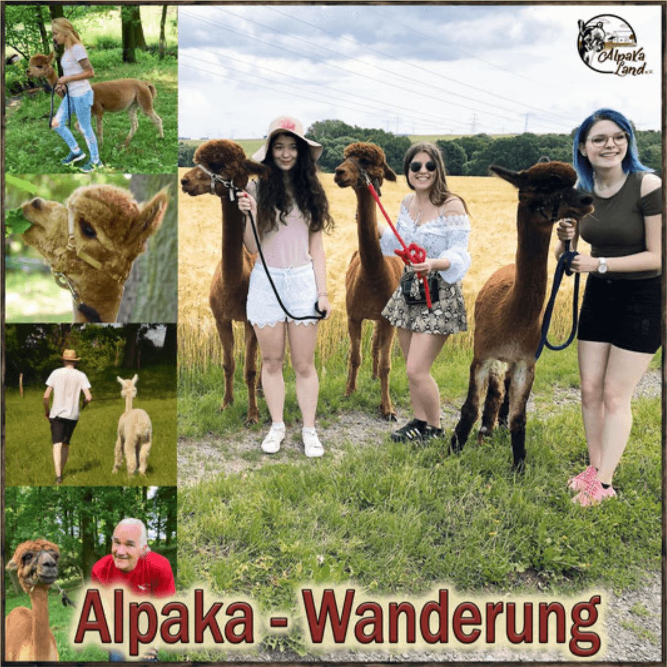 Gutschein für eine Alpaka-Wanderung Gutschein 