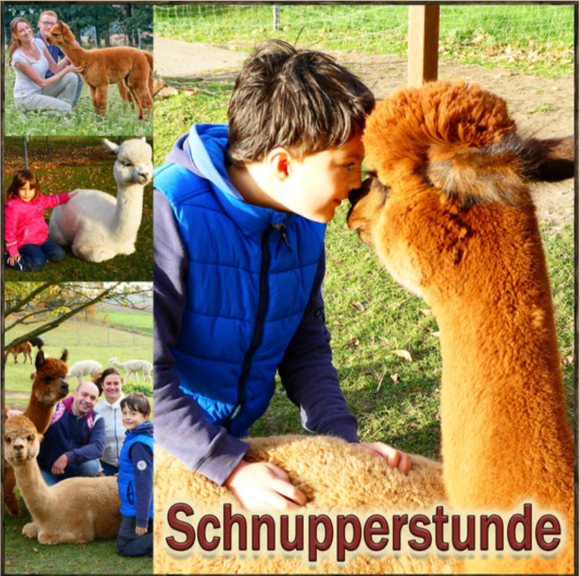 Gutschein für eine Schnupperstunde mit Alpakas Gutschein 1 Person 